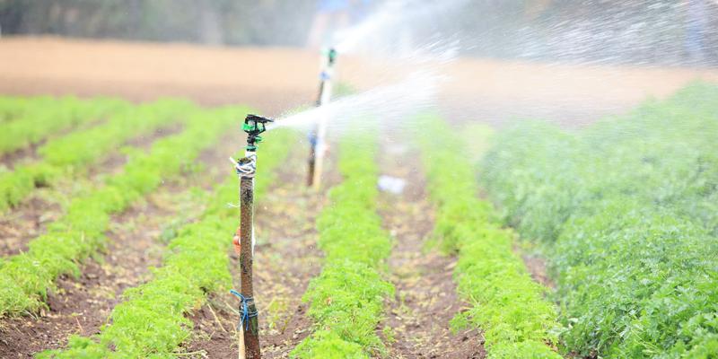 El riego por aspersión simula la lluvia