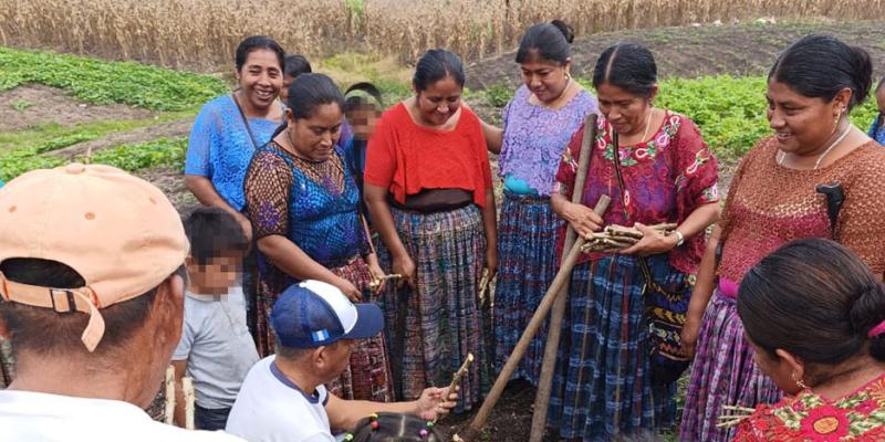Entregamos material vegetativo de yuca y camote en Sayaxché