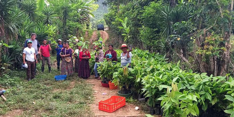 Entregan plantas de cacao a familias rurales de la zona de adyacencia