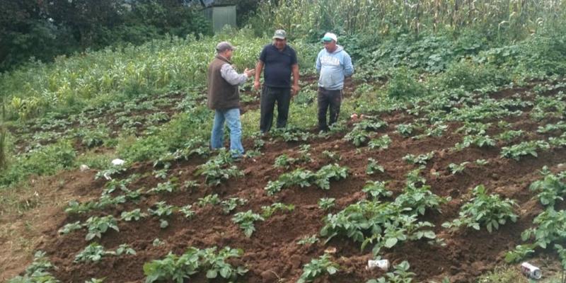 Establecen parcela de aprendizaje de cultivo de papa