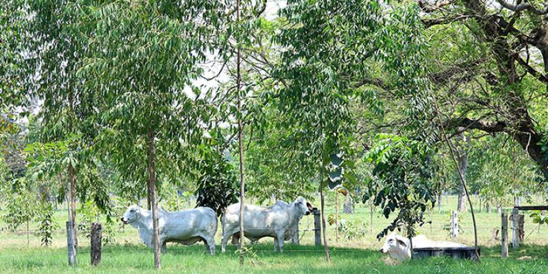Ganadería sostenible