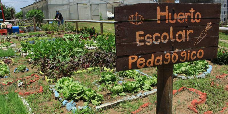 Huertos Escolares