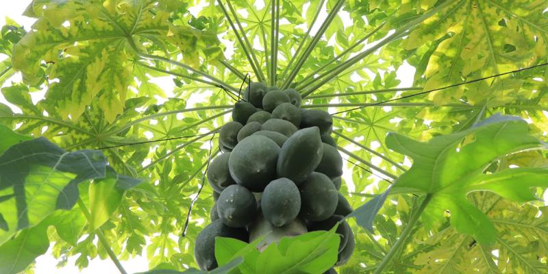 La papaya da frutos entre los nueve y doce meses