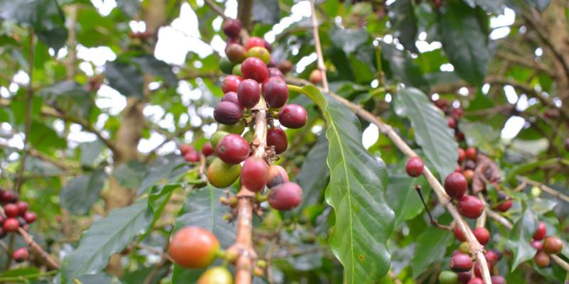 La roya, enemigo del cafetal