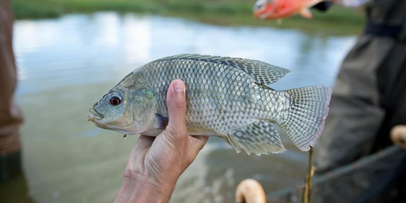 La tilapia es una fuente de proteínas