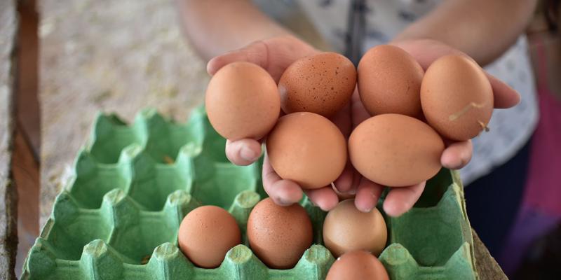 Licencias para la manipulación de huevos 