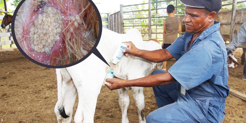 Notifique cualquier caso sospechoso de Gusano Barrenador del Ganado