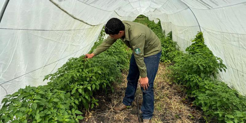 Ofrecen asistencia técnica en parcela demostrativa en la Aldea Blanca