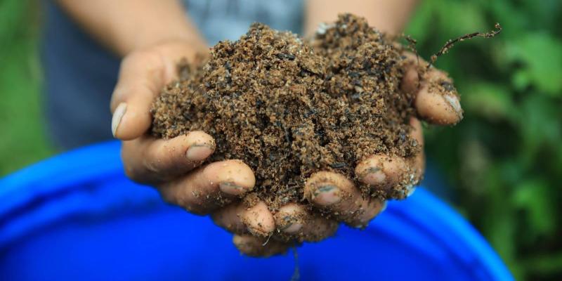 Organismos de montaña