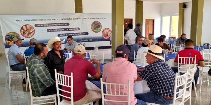 Prevención en acción: instrucciones son claves para evitar el ingreso del gusano barrenador 