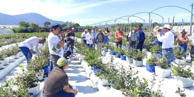 Promueven cultivo de arándano en Santa Rosa