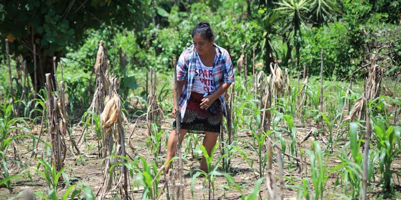 Seguro Agropecuario respalda cultivos de maíz en Suchitepéquez 