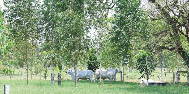 Sistema silvopastoril