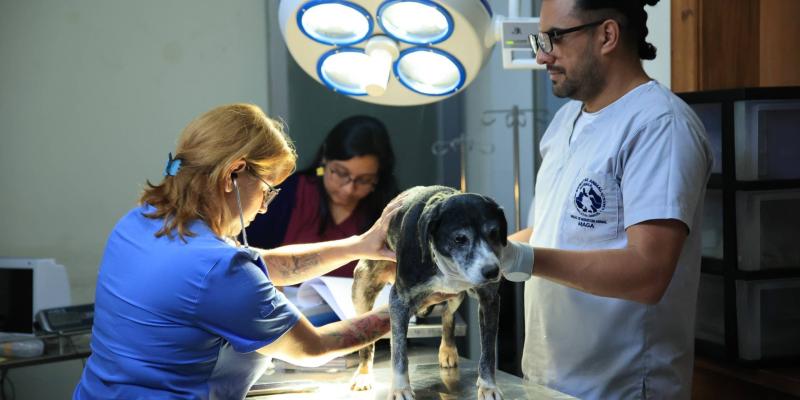 Unidad de Bienestar Animal