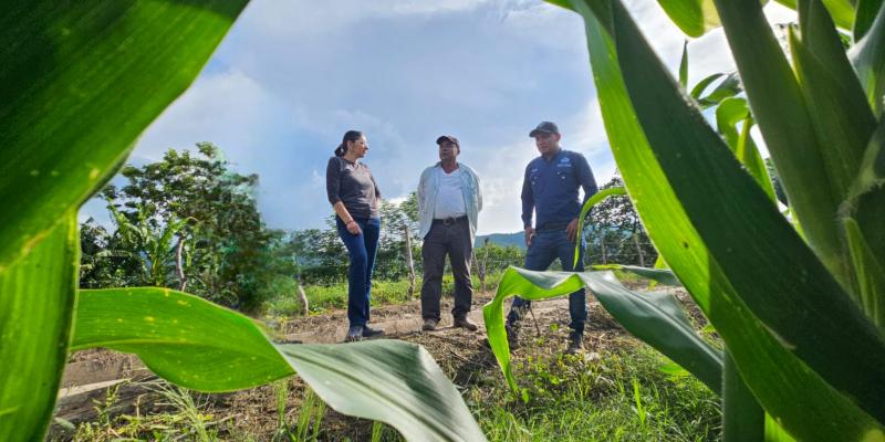 Verifican progreso de parcela de semilla de maíz mejorada 
