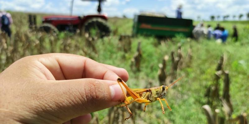 Acciones oportunas permiten mantener control de langosta voladora en el país