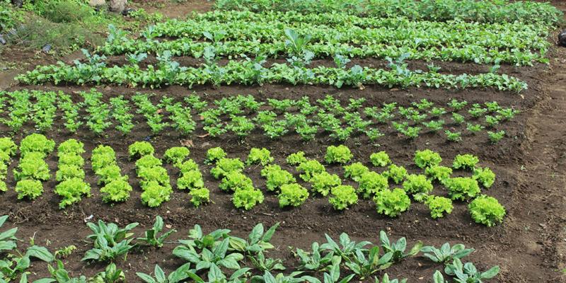 ¿Qué son los tablones en la agricultura?