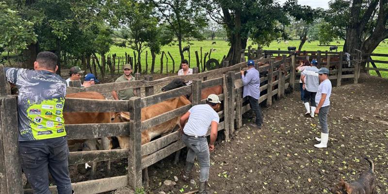 Acciones interinstitucionales optimizan controles para prevenir el Gusano Barrenador del Ganado