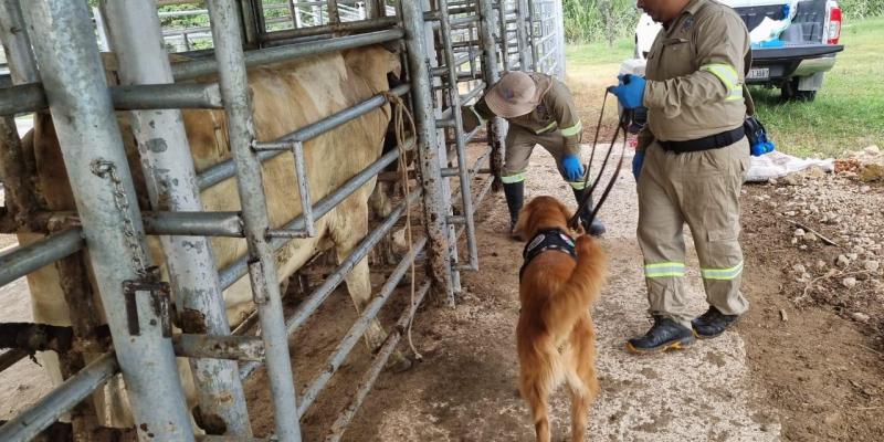 Actuar y detectar, acciones clave a un mes del primer caso de Gusano Barrenador del Ganado