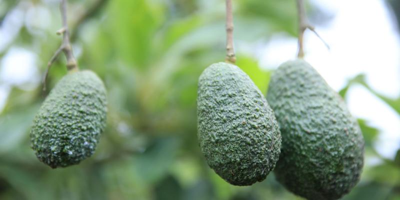Aguacate Hass podrá ingresar a los Estados Unidos de América