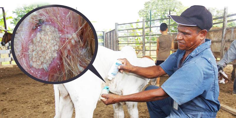 Avanza lucha transnacional contra el Gusano Barrenador del Ganado