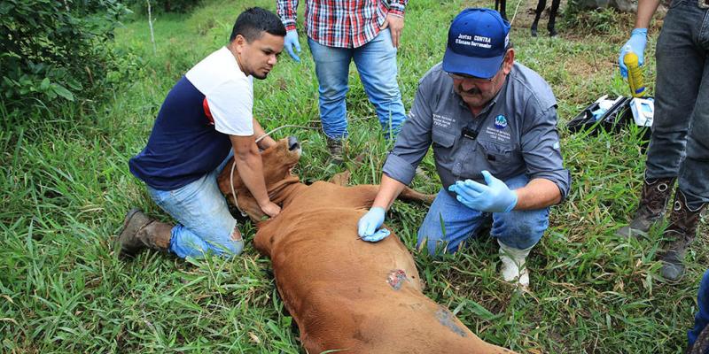 Barridos se realizan en Izabal para prevenir propagación del Gusano Barrenador del Ganado 