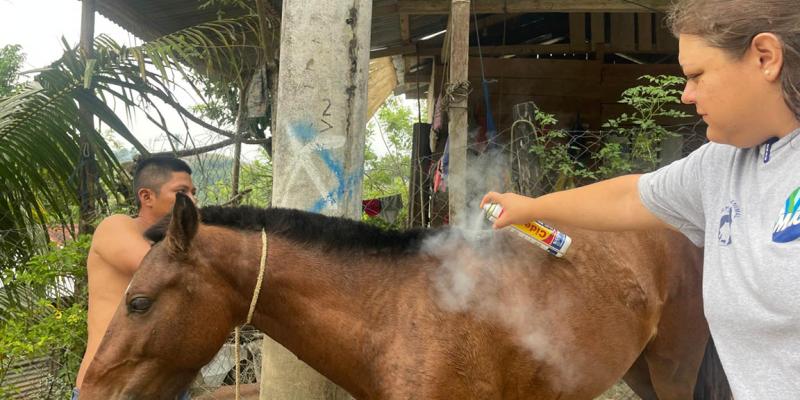 Brindan asistencia a equinos en San Luis por denuncia de vecinos