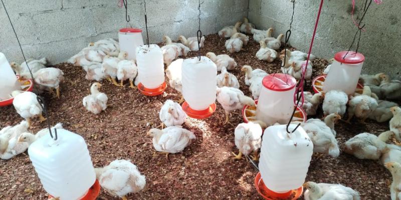 Brindan asistencia a mini granjas de pollos de engorde