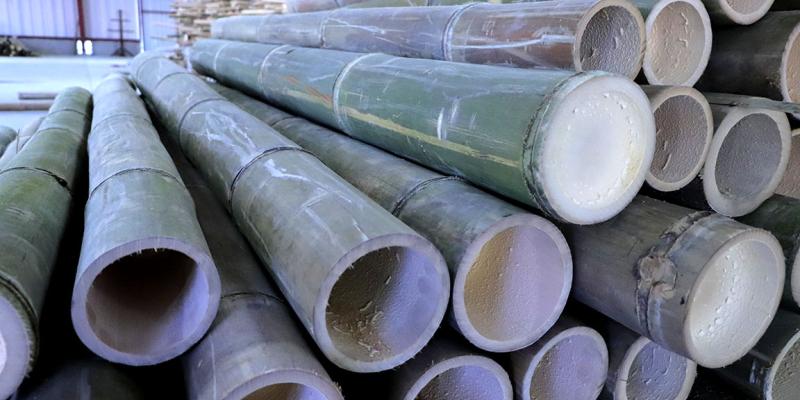 Conozca a que planta se le llama el “acero verde”