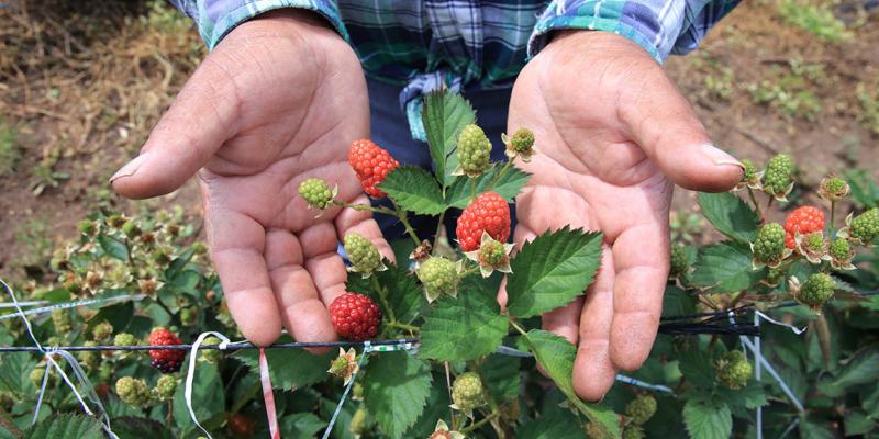 Conozca cómo es el cultivo de mora