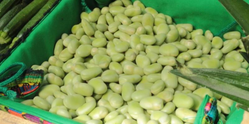 Conozca cuáles son las plantas leguminosas