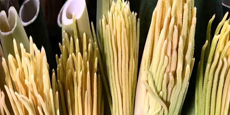 Conozca más acerca de la pacaya