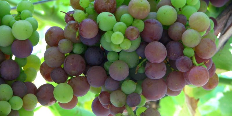 Conozca qué es la viticultura