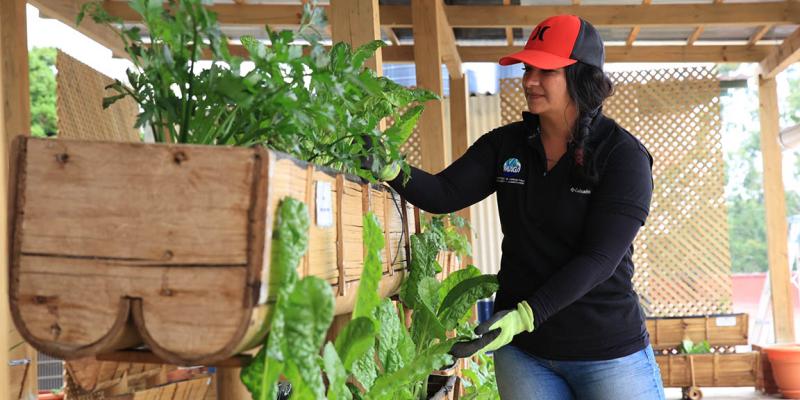 Conozca que es un sistema de cultivo vertical