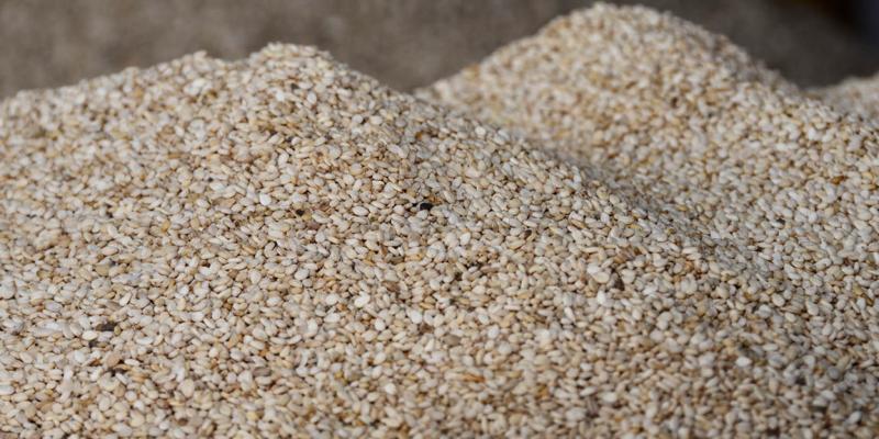 ¿Conozca qué son las legumbres?