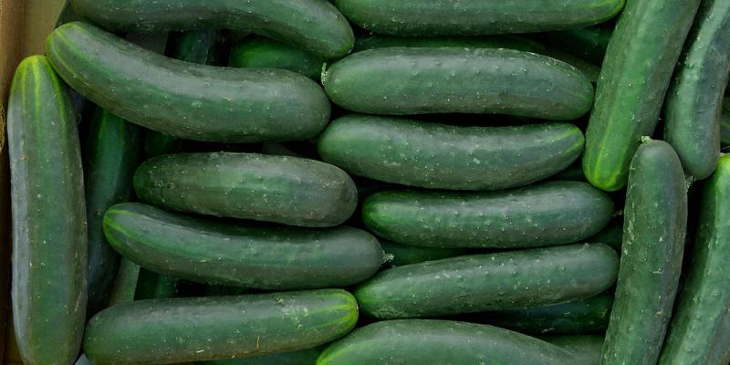 Cosechar pepino no es complicado si tiene un huerto