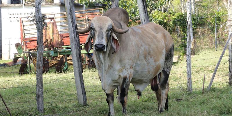 El Centro Genético del Petén mejora calidad de ganado bovino