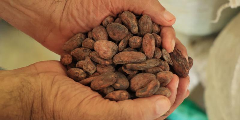 El cultivo de cacao requiere paciencia