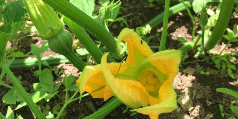 El cultivo de güicoy en Guatemala 