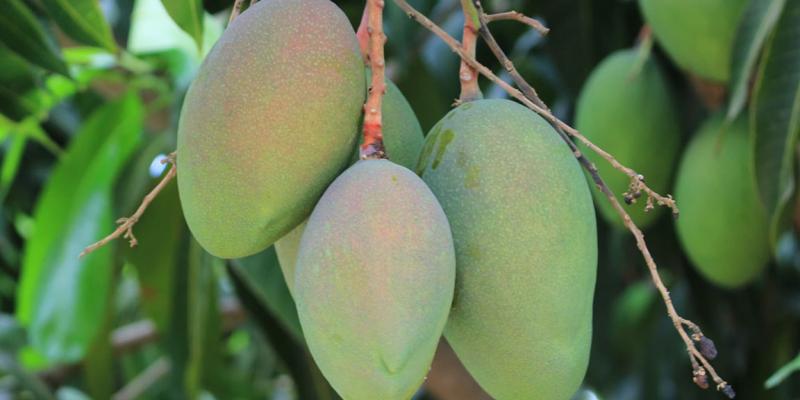 El mango, fruta valorada por su sabor, versatilidad y valor nutricional 