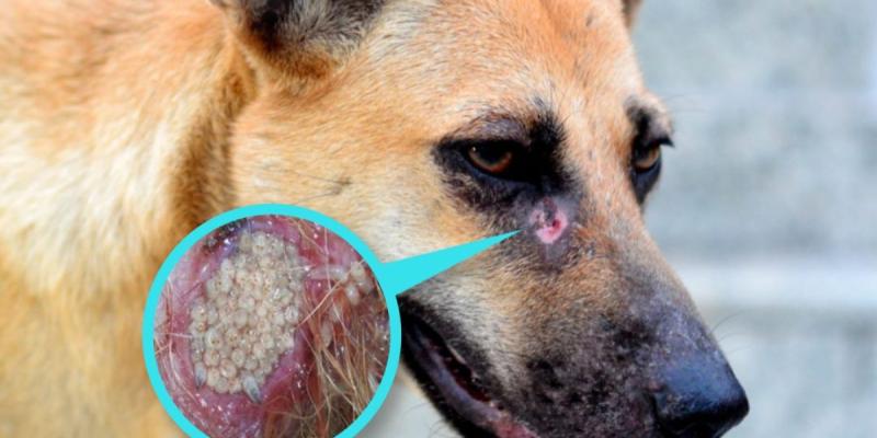 Recomendaciones para evitar el Gusano Barrenador del Ganado en sus mascotas 