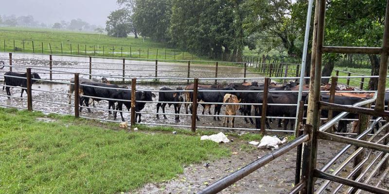 Inspeccionados 975 animales en corrales fronterizos en prevención de Gusano Barrenador del Ganado