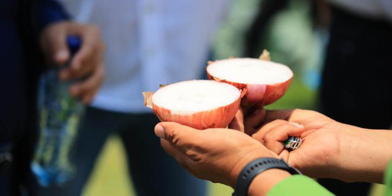 La cebolla morada necesita suelos drenados y sueltos