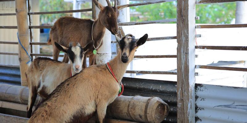 La cría de ganado caprino en Guatemala