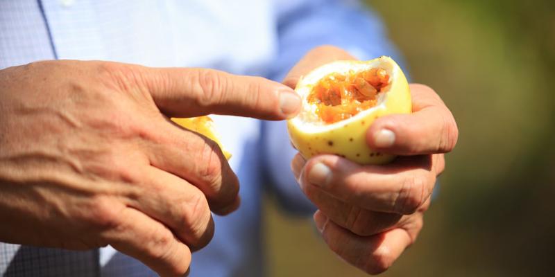 La fruta de la pasión: Maracuyá