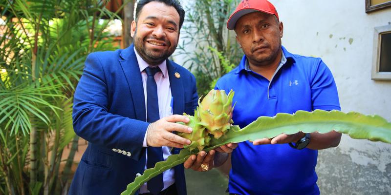 La pitahaya se perfila como producto exportable 