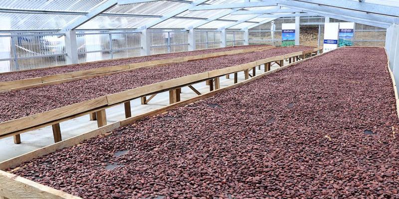 Los invernaderos optimizan cultivo de cacao