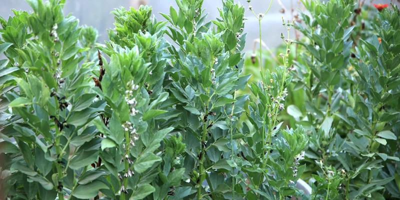 Los principales cultivos de haba están en tres departamentos