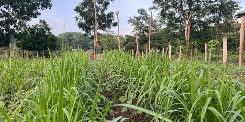 Pastos mejorados contribuyen a reducir efectos del cambio climático