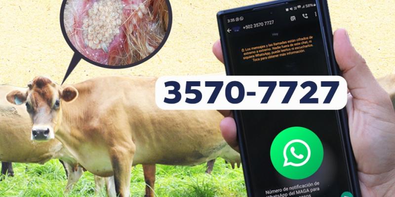 Reportar casos sospechosos de gusano barrenador es clave para evitar su propagación 